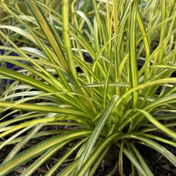 Scirpus - hybride - Stars and Stripes - COV
