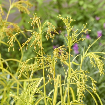 Scirpus - hybride - Stars and Stripes - COV