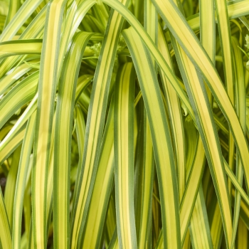 Scirpus - hybride - Stars and Stripes - COV