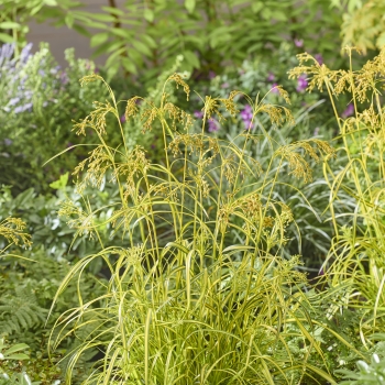 Scirpus - hybride - Stars and Stripes - COV