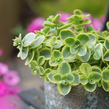 Sedum - hybride - Lime Twister - COV