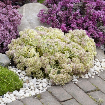 Sedum - hybride - Lime Twister - COV