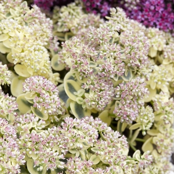 Sedum - hybride - Lime Twister - COV