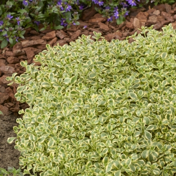 Sedum - spurium - Little Gecko - Tat1801