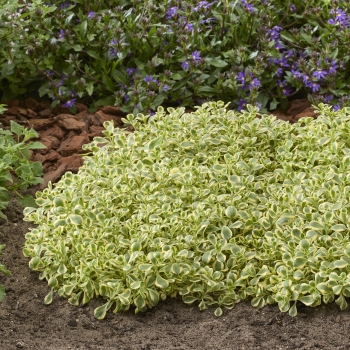 Sedum - spurium - Little Gecko - Tat1801