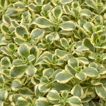 Sedum - spurium - Little Gecko - Tat1801