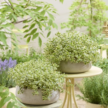 Sedum - spurium - Little Gecko - Tat1801