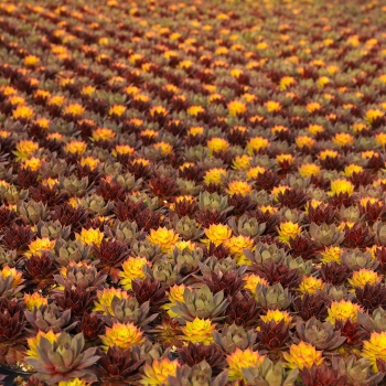 Sempervivum - hybride - Candied Campfire - COV