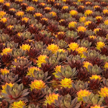 Sempervivum - hybride - Candied Campfire - COV