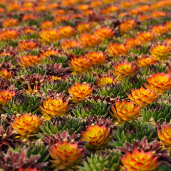 Sempervivum - hybride - Honey Crisp Twist - COV