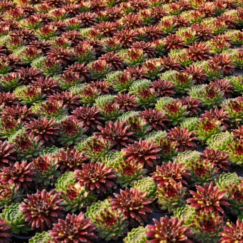 Sempervivum - hybride - Sugar and Spice - COV