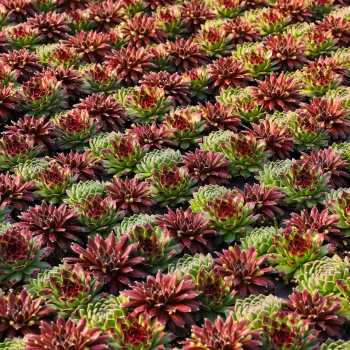 Sempervivum - hybride - Sugar and Spice - COV