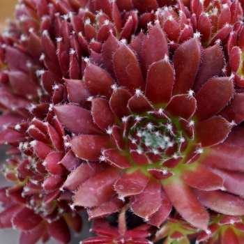 Sempervivum - hybride - Cinnamon Starburst - Jeanne d'Arc