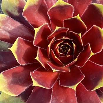 Sempervivum - hybride - Gold Crown - COV