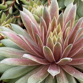 Sempervivum - hybride - Lemon Waves  - COV