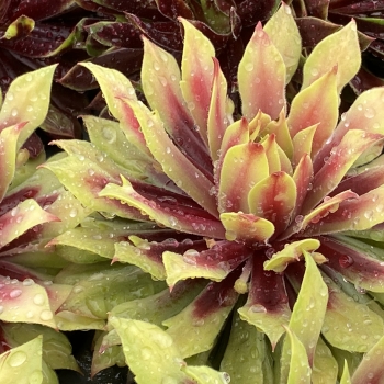 Sempervivum - hybride - Lemon Waves  - COV