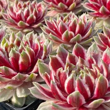 Sempervivum - hybride - Lotus Blossom - COV 