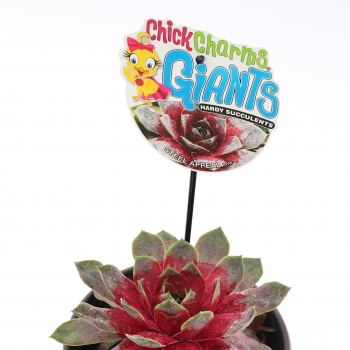 Sempervivum - hybride - Steel Appeal - COV