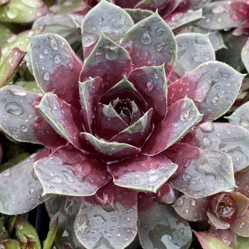 Sempervivum - hybride - Steel Appeal - COV