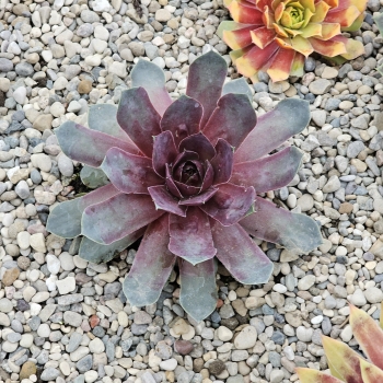 Sempervivum - hybride - Steel Appeal - COV