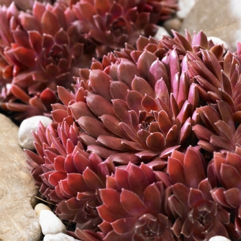 Sempervivum - hybride - Coral Red - Belsemred1