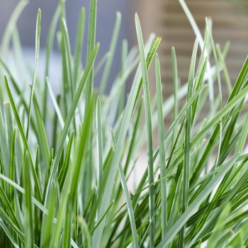Sesleria  - heufleriana - Blue Porcupine - JS Sowieso