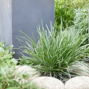 Sesleria  - heufleriana - Blue Porcupine - JS Sowieso