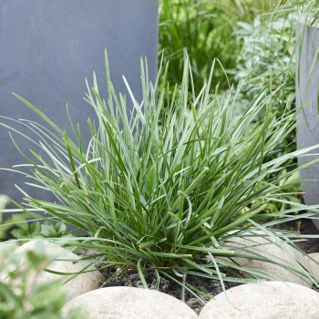 Sesleria  - heufleriana - Blue Porcupine - JS Sowieso
