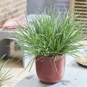 Sesleria  - heufleriana - Blue Porcupine - JS Sowieso