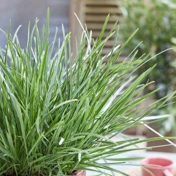 Sesleria  - heufleriana - Blue Porcupine - JS Sowieso