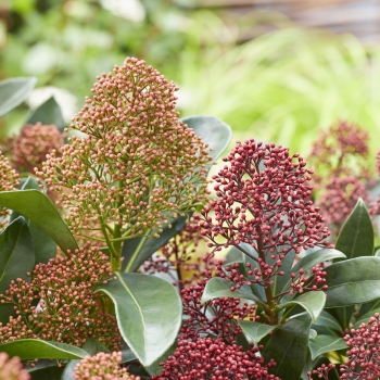 Skimmia - japonica - Miracle - Bolwi173