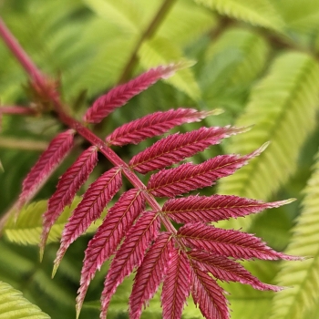 Sorbaria - sorbifolia - Crimson Feather - HYFARIA