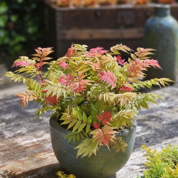 Sorbaria - sorbifolia - Crimson Feather - HYFARIA