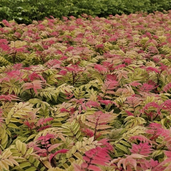 Sorbaria - sorbifolia - Crimson Feather - HYFARIA