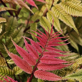 Sorbaria - sorbifolia - Crimson Feather - HYFARIA