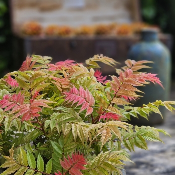 Sorbaria - sorbifolia - Crimson Feather - HYFARIA