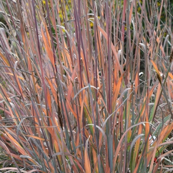 Sorghastrum - nutans - JS Michelito - COV