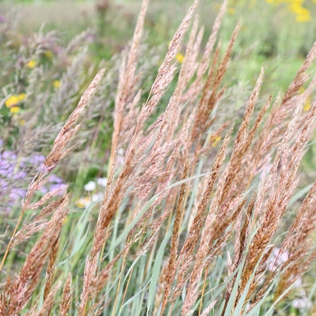 Sorghastrum - nutans - JS Michelito - COV