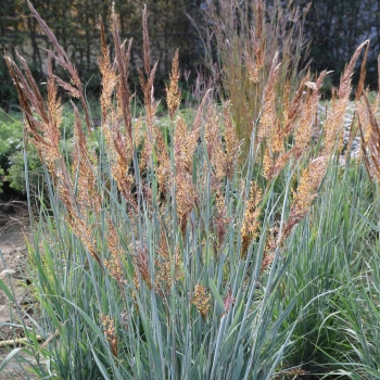 Sorghastrum - nutans - JS Michelito - COV