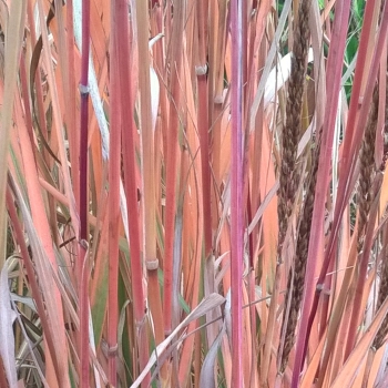 Sorghastrum - nutans - JS Michelito - COV