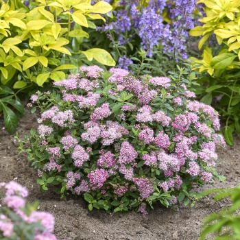 Spiraea - japonica - Odessa - COV