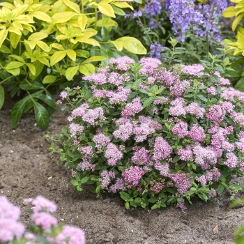 Spiraea - japonica - Odessa - COV