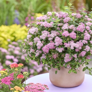 Spiraea - japonica - Odessa - COV