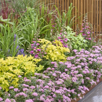 Spiraea - japonica - Odessa - COV