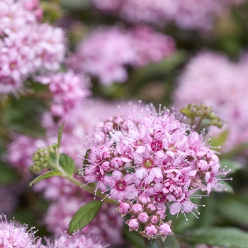 Spiraea - japonica - Odessa - COV