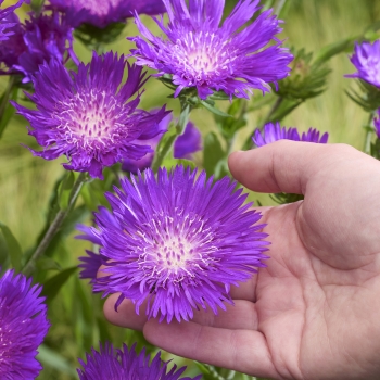 Stokesia - laevis - Amethyst - COV