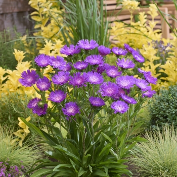 Stokesia - laevis - Amethyst - COV