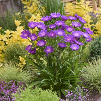Stokesia - laevis - Amethyst - COV