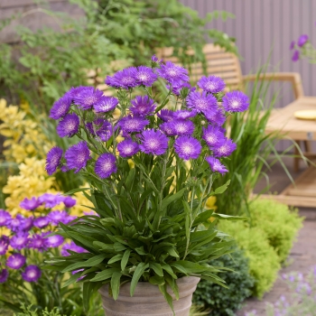 Stokesia - laevis - Amethyst - COV