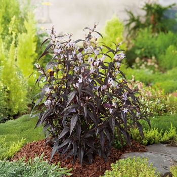 Strobilanthes - anisophyllus  - Brunetthy - Lankveld15